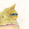 horned marsupial tree frog